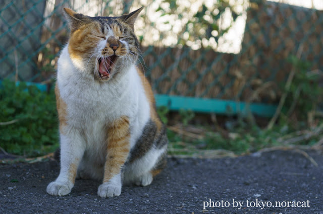 野良猫の写真