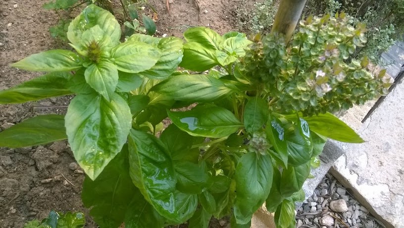 To keep your basil plant strong and healthy for a long time, you should pay attention to remove all the flowers as soon as you notice them. If left to develop, the flowers will transform into seeds and the basil plant will die soon after.