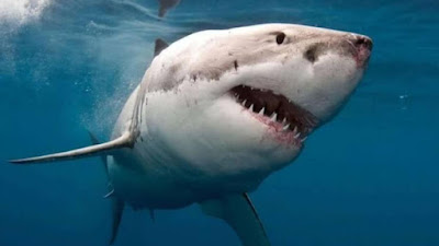 Two women caught by sharks while swimming in the sea