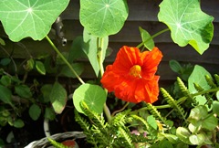 Nasturtium - the first bloom