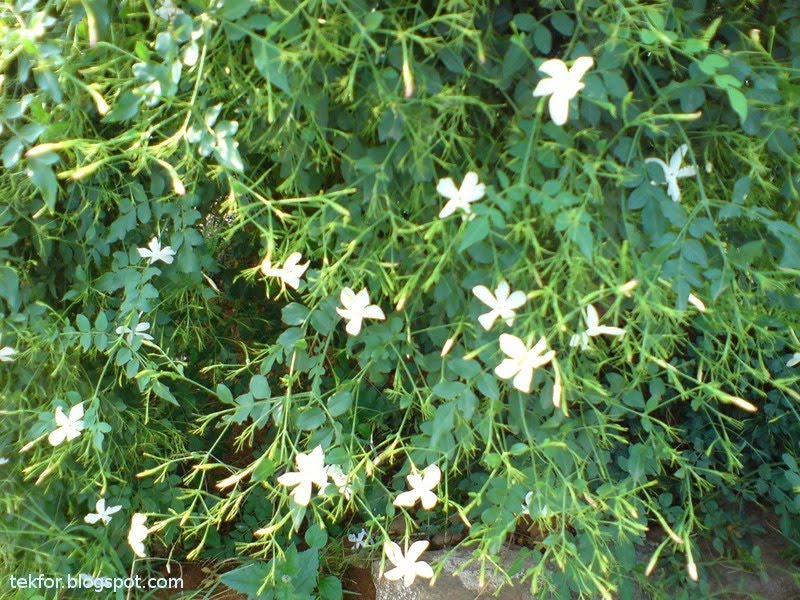 5 different types of flowers Different Types of Jasmine Plants | 800 x 600