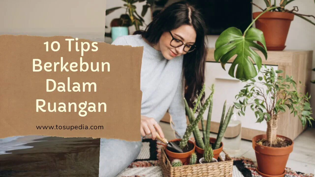 10-tips-berkebun-dalam-ruangan