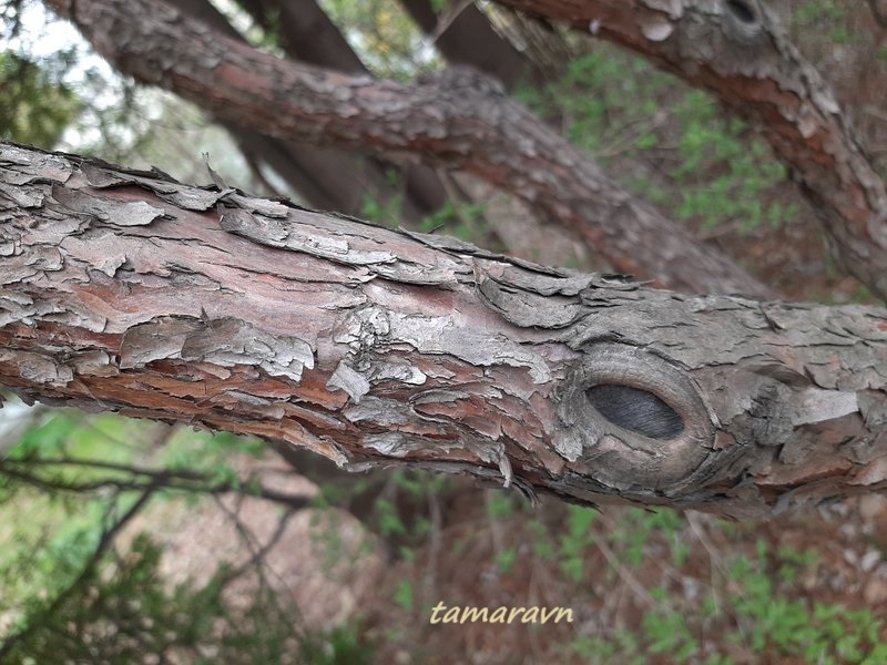 Тис остроконечный (Taxus cuspidata)