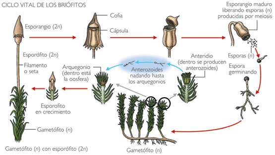 El Mundo De Las Briofitas Ciclo de vida de las Briofitas