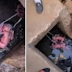  Sepasang Bayi Kembar Dibuang Ibunya di Selokan Sontak Picu Kemarahan Warganet! 