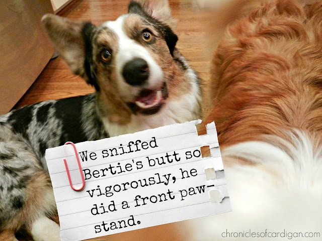 Corgi with pinned on sign that he sniffed Bertie so hard he did a paw-stand