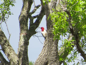 Red-headed Woodpecker - Three Lakes WMA, Florida