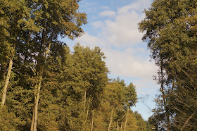 Autumn woodland and Norfolk countryside