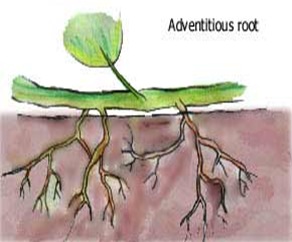 is an hugger-mugger cylindrical work of the constitute which develops from radical together with grows downwards MR X Difference betwixt Tap source organization together with Adventitious source system