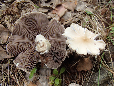 Mazury, marina Nawigator, Wielka Jora, jezioro Kuchenka, borowik ponury, Boletus luridus, koźlarz babka, Leccinum scabrum, polówka wczesna, Agrocybe praecox, sos grzybowy