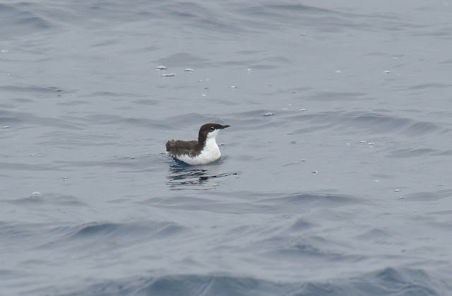 Scripps's Murrelet