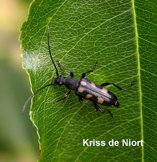 Lepture à 6 taches - Anoplodera sexguttata