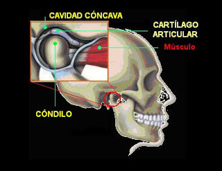 articulación condiloidea