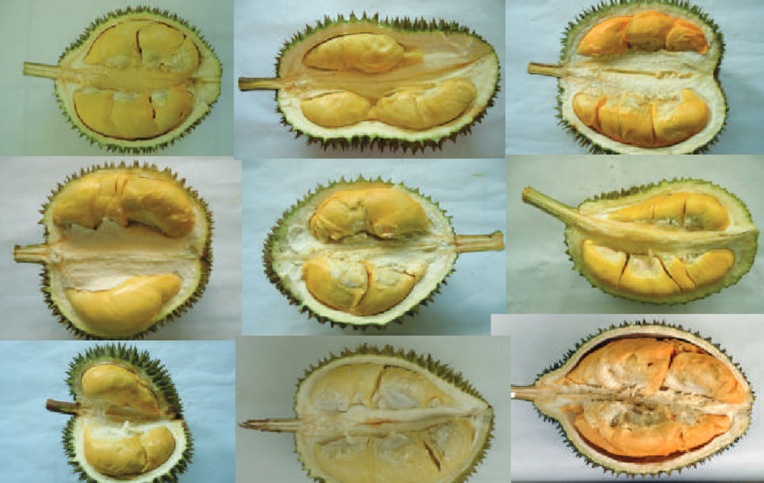 Senarai 60 Jenis Buah Durian di Malaysia