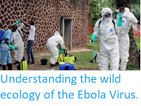 https://sciencythoughts.blogspot.com/2019/09/understanding-wild-ecology-of-ebola.html