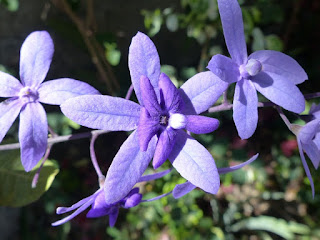 Diadème Royal - Liane Saint-Jean - Liane pentecôte - Liane rude - Petrea volubilis