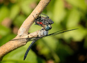 A Blue Dasher dragonfly eating a Spotted Lantern Fly.