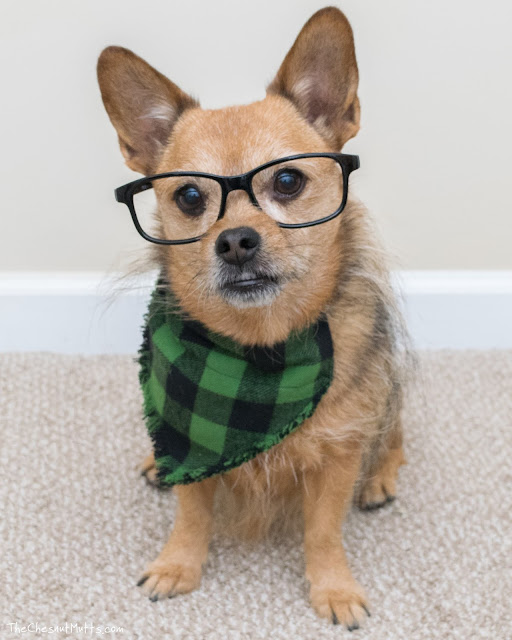 Mini Review: PokeyPaw Dog Bandanas