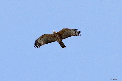 Oriental Honey-buzzard - resident