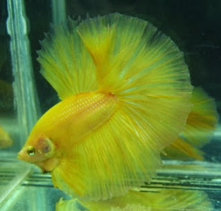 gambar ikan cupang kuning