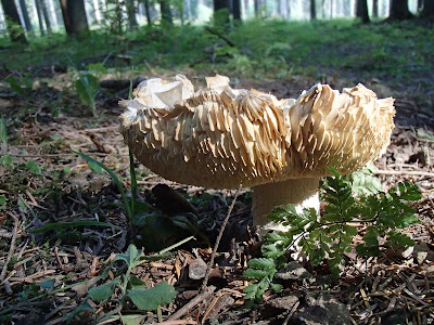 Orawa, Lipnica Wielka, Babia Góra, grzyby sierpniowe, grzybobranie na Orawie, gołąbek oliwkowy, Russula olivacea