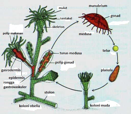 BELAJAR TERUS BIOLOGI: FILUM COELENTERATA