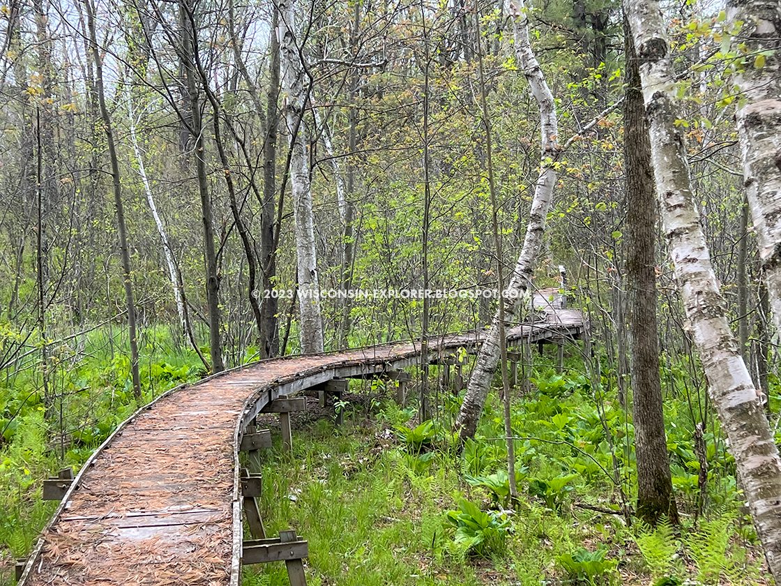 a boardwalk through a woodland wetland