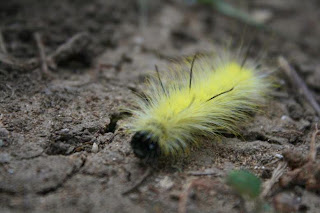 Fuzzy Yellow Caterpillar on the ground