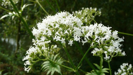 Valeriana