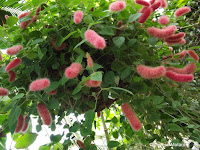 Acalypha, Auckland Domain Conservatory - Auckland, New Zealand