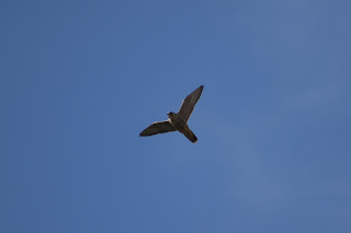 Juvenile Peregrine