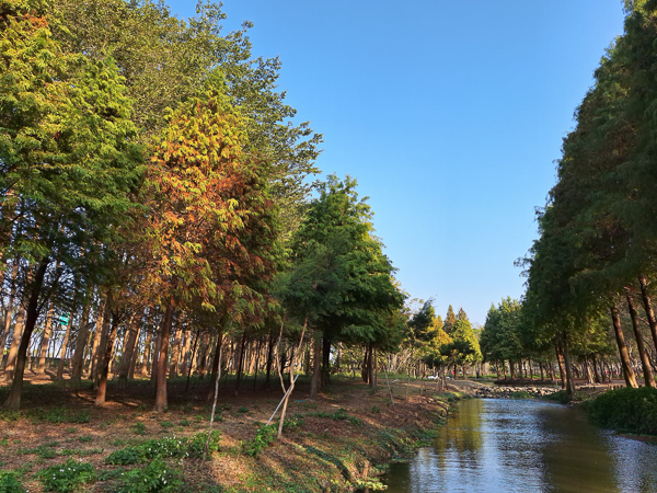 嘉義太保魚寮遺址溪畔落羽松森林，寧靜水岸步道愜意散步賞景