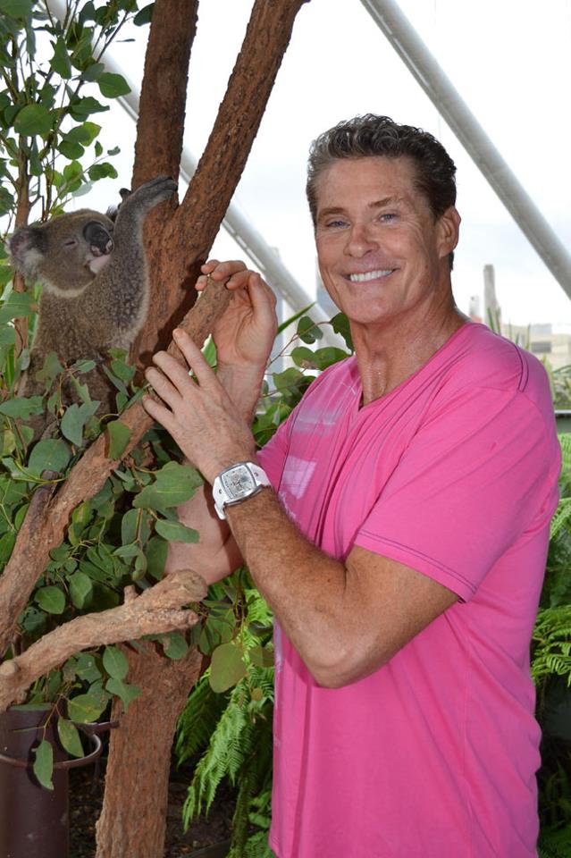 david hasselhoff pictures