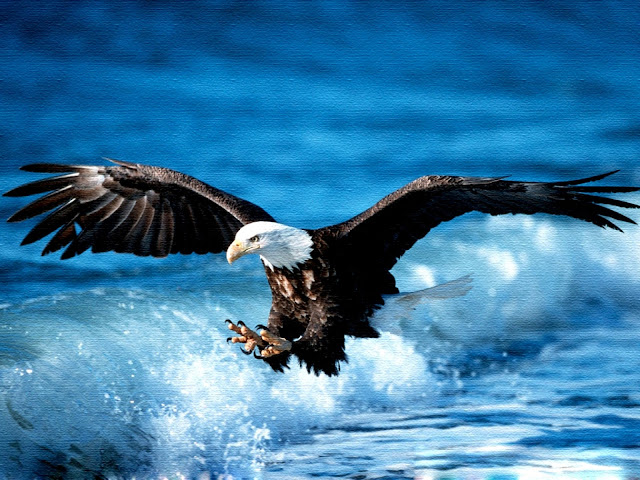 Eagle Bird Flying And Jumping On Sea Wallpaper