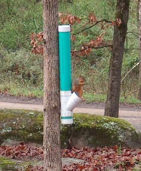 Concept 70 of Pvc Squirrel Feeder