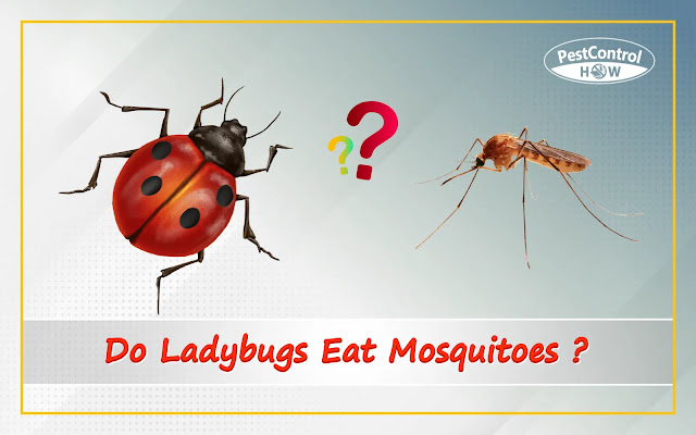 do-ladybugs-eat-mosquitoes