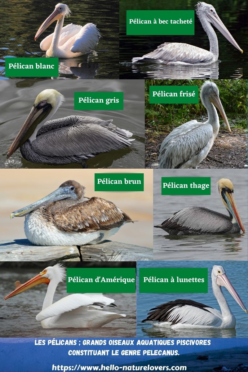 Pélicans grands oiseaux aquatiques piscivores constituant le genre Pelecanus