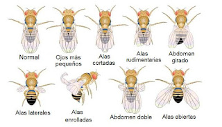 Mutaciones heredables en una abeja