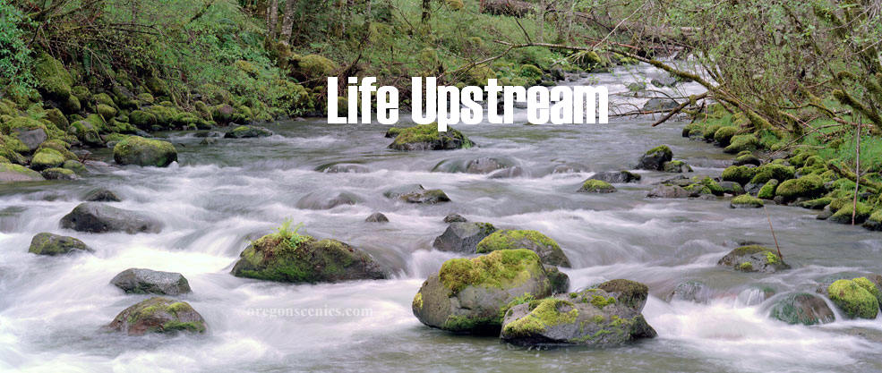 Life Upstream