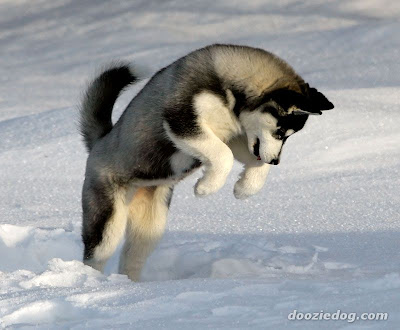 siberian husky puppies pictures. siberian husky puppies