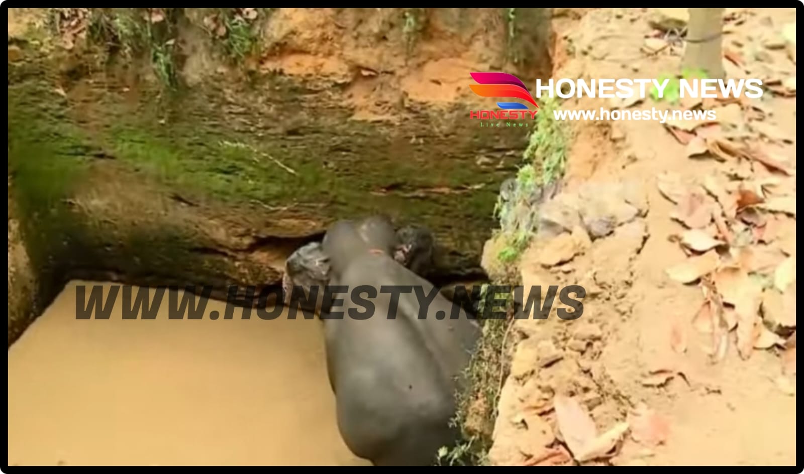 കോതമംഗലം കോട്ടപ്പടിയിൽ ഇന്ന് പുലർച്ചെ കിണറ്റിൽ വീണ കാട്ടാനയെ മയക്കുവെടി വയ്ക്കും കോതമംഗലം കോട്ടപ്പടിയിൽ ഇന്ന് പുലർച്ചെ കിണറ്റിൽ വീണ കാട്ടാനയെ മയക്കുവെടി വയ്ക്കും