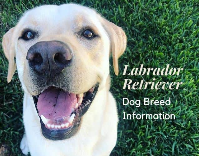 Labrador Retriever Breed Information