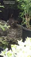 Lucy the American black duck on her nest - PEI, Canada, by Denise Motard