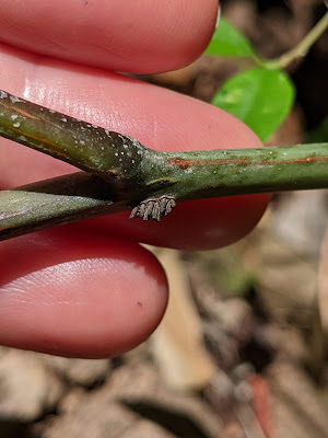 Стенохлена болотная (Stenochlaena palustris)