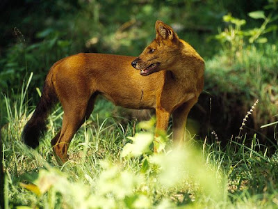 Asiatic Wild Dog