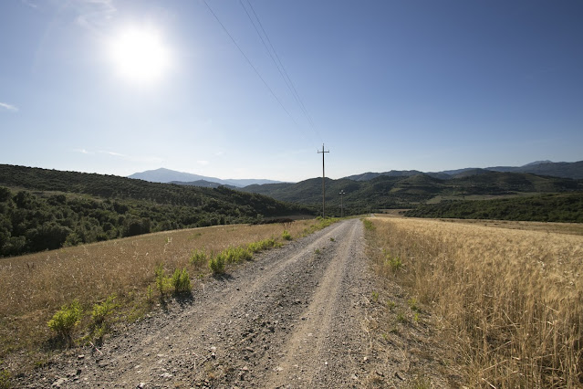 Campo di grano