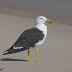 Moore Gulls