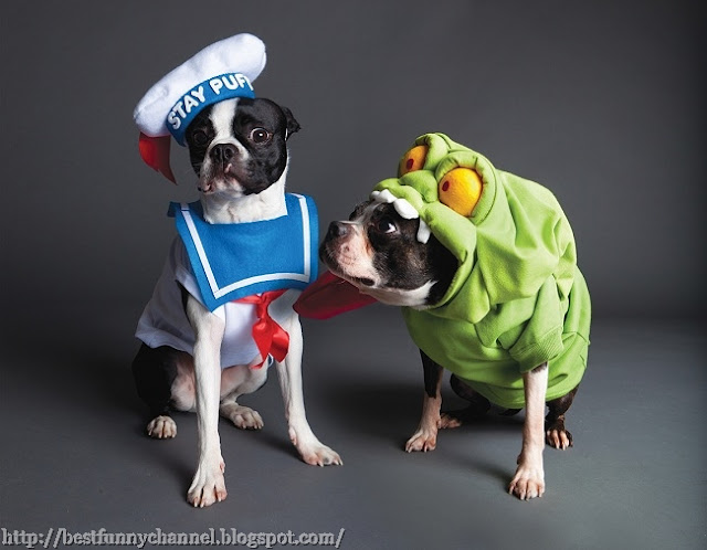Two funny dogs in costumes.