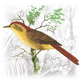 Barranqueiro-de-Coroa-Castanha (Automolus rufipileatus)