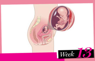 sự phát triển của thai nhi 13 tuần tuổi
